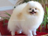 Chiots Spitz Nains de lignée Poméranien à vendre
