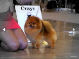 Chiots Spitz Nains de lignée Poméranien à vendre