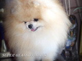 Chiots Spitz Nains de lignée Poméranien à vendre