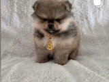 Chiots Spitz Nains de lignée Poméranien à vendre