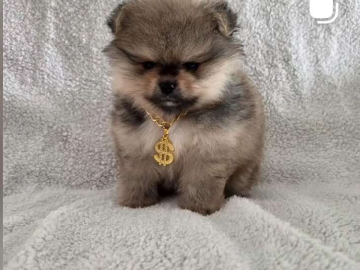 Chiots Spitz Nains de lignée Poméranien à vendre