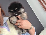 Chiots Spitz Nains de lignée Poméranien à vendre