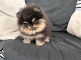 Chiots Spitz Nains de lignée Poméranien à vendre