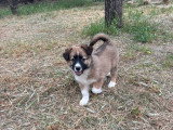 Becca, chiot femelle à adopter en association