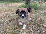 Becca, chiot femelle à adopter en association