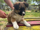 Becca, chiot femelle à adopter en association