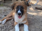 Becca, chiot femelle à adopter en association