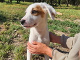 Delia, chiot femelle à adopter en association