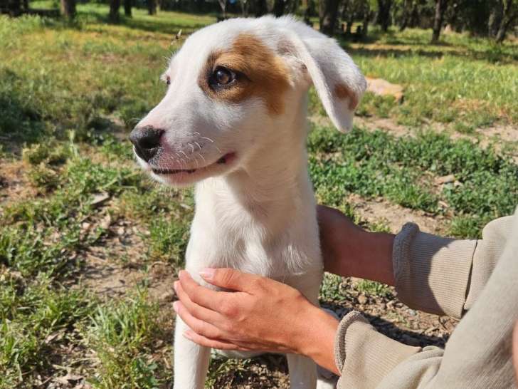 Delia, chiot femelle à adopter en association