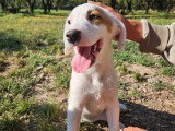 Delia, chiot femelle à adopter en association