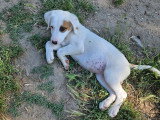 Delia, chiot femelle à adopter en association