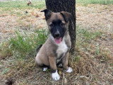 Lippa, chiot femelle à adopter en association