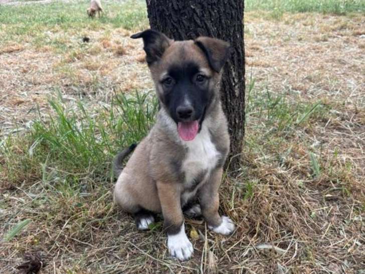 Lippa, chiot femelle à adopter en association