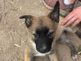 Lippa, chiot femelle à adopter en association
