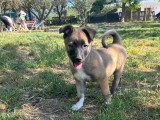 Lippa, chiot femelle à adopter en association