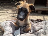 Lippa, chiot femelle à adopter en association