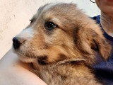 Gerry, chiot de Roumanie à l'adopter en association