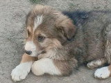 Gerry, chiot de Roumanie à l'adopter en association