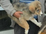 Gerry, chiot de Roumanie à l'adopter en association