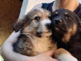 Gerry, chiot de Roumanie à l'adopter en association