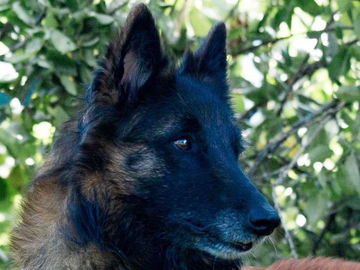Chiots Berger Tervueren et Groenendael à vendre