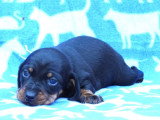 Deux chiots Teckel nain poils ras de mai 2026 LOF noirs et feu à réserver