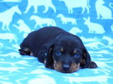 Deux chiots Teckel nain poils ras de mai 2026 LOF noirs et feu à réserver