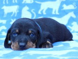 Deux chiots Teckel nain poils ras de mai 2026 LOF noirs et feu à réserver