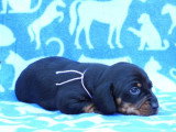 Deux chiots Teckel nain poils ras de mai 2026 LOF noirs et feu à réserver