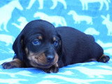 Deux chiots Teckel nain poils ras de mai 2026 LOF noirs et feu à réserver
