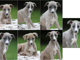 Magnifiques chiots Whippet à vendre