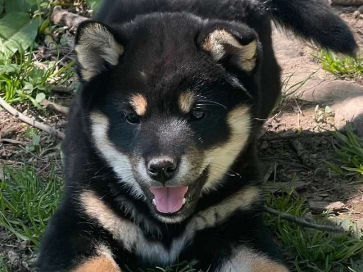 Deux chiots Shiba mâles noir et feu LOF nés en février 2026 en vente