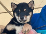 Deux chiots Shiba mâles noir et feu LOF nés en février 2026 en vente