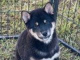 Deux chiots Shiba mâles noir et feu LOF nés en février 2026 en vente