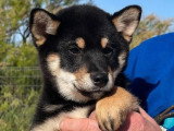 Deux chiots Shiba mâles noir et feu LOF nés en février 2026 en vente