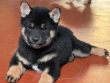 Deux chiots Shiba mâles noir et feu LOF nés en février 2026 en vente