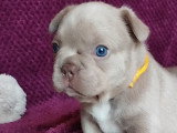 Chiots de type Bouledogue Français mâles à vendre