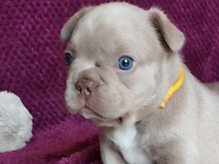 Chiots de type Bouledogue Français mâles à vendre
