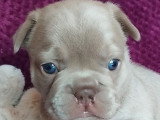 Chiots de type Bouledogue Français mâles à vendre