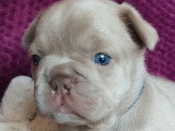 Chiots de type Bouledogue Français mâles à vendre