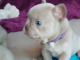 Chiots de type Bouledogue Français mâles à vendre