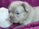 Chiots de type Bouledogue Français mâles à vendre