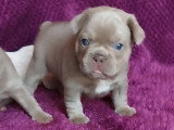 Chiots de type Bouledogue Français mâles à vendre
