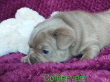 Chiots de type Bouledogue Français mâles à vendre