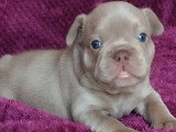Chiots de type Bouledogue Français mâles à vendre