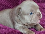 Chiots de type Bouledogue Français mâles à vendre