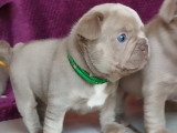 Chiots de type Bouledogue Français mâles à vendre