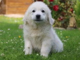 Chiot femelle Berger des Tatras LOF de mars 2026 en vente