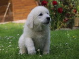 Chiot femelle Berger des Tatras LOF de mars 2026 en vente