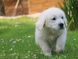 Chiot femelle Berger des Tatras LOF de mars 2026 en vente